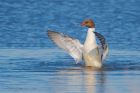 goosander_lunt_180322bb.jpg