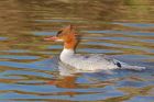 goosander_lunt_180322c.jpg