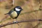 greatTit_LM_100323a.jpg