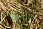 greenHairstreak_HB_210423a.jpg