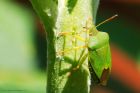 greenShieldbug_gdn_300523a.jpg