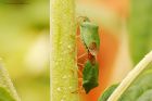 greenShieldbug_gdn_300523b.jpg