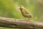 greenfinch_MMWWT_140423a.jpg