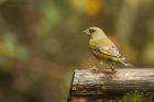 greenfinch_MMWWT_181122a.jpg