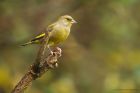 greenfinch_MMWWT_181122b.jpg