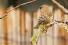 greenfinch_gdn_010522b.jpg