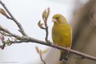 greenfinch_gdn_100423a.jpg