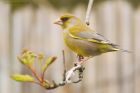 greenfinch_gdn_160423a.jpg