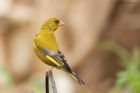 greenfinch_gdn_280623a.jpg