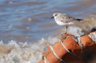 greyPlover_crosby_180322a.jpg