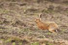 hare_MSW_020323b.jpg