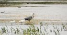 heron_egrets_LM_050821a.jpg