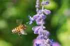 honeyBee_gdn_030823a.jpg