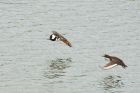 hoodedMerganser_WhinfellTarn_050523a.jpg