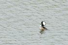 hoodedMerganser_WhinfellTarn_050523b.jpg