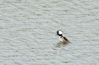 hoodedMerganser_WhinfellTarn_050523c.jpg