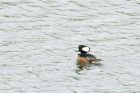 hoodedMerganser_WhinfellTarn_050523d.jpg