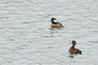 hoodedMerganser_WhinfellTarn_050523e.jpg