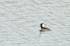 hoodedMerganser_WhinfellTarn_050523f.jpg