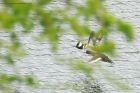 hoodedMerganser_WhinfellTarn_050523g.jpg