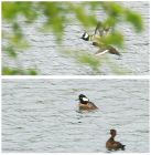 hoodedMerganser_WhinfellTarn_050523h.jpg