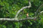 hoopoe_gite2_200622d.jpg