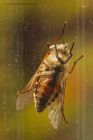 horseFly_gdn_060623a.jpg