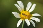 hover_gdn_130923b.jpg