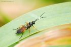 ichneumon_HB_150823a.jpg