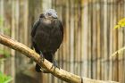 jackdaw_gdn_030723b.jpg