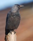 jackdaw_gdn_150723b.jpg