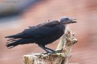 jackdaw_gdn_150723c.jpg