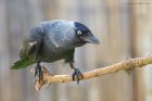 jackdaw_gdn_180423b.jpg