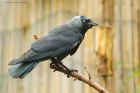 jackdaw_gdn_300423b.jpg