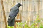 jackdaw_gdn_300423c.jpg