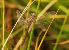 keeledSkimmer_HB_280723a.jpg