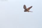 kestrel_LM_210122a.jpg