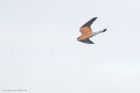 kestrel_MMWWT_181122a.jpg