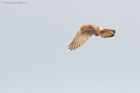 kestrel_MMWWT_181122d.jpg