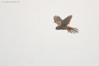 kestrel_MMWWW_030123a.jpg