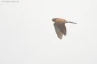 kestrel_MMWWW_030123b.jpg