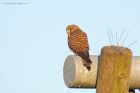 kestrel_MiMWWT_171221a.jpg