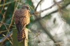 kestrel_MiMWWT_171221b.jpg