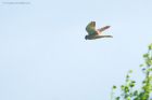 kestrel_brockholes_120523a.jpg