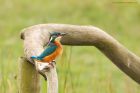 kingfisher_marshside_150923a.jpg