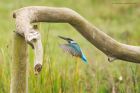 kingfisher_marshside_150923b.jpg