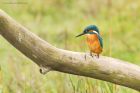 kingfisher_marshside_150923c.jpg