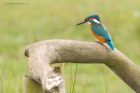 kingfisher_marshside_150923d.jpg