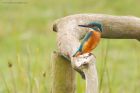 kingfisher_marshside_150923e.jpg