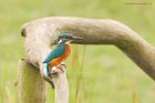 kingfisher_marshside_150923f.jpg